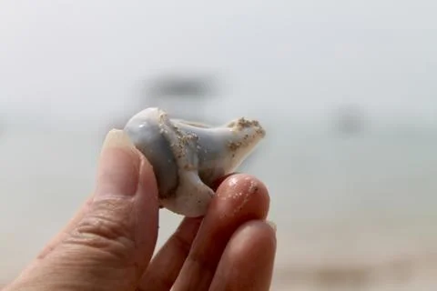Static Close-Up of Hand Holding  Seashell on Coastal Beach Background Stock Photos