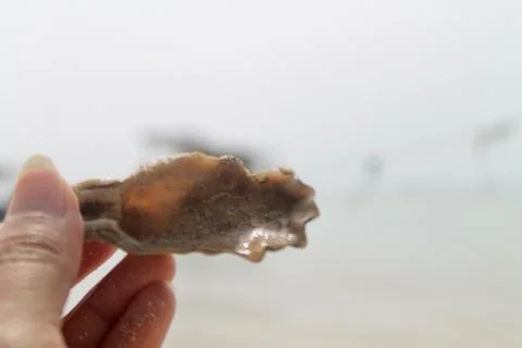 Static Close-Up of Hand Holding  Seashell on Coastal Beach Background Foto stock