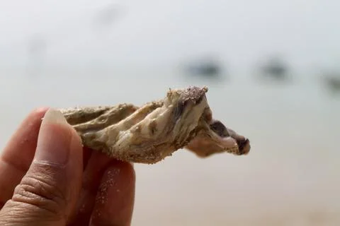Static Close-Up of Hand Holding  Seashell on Coastal Beach Background Stock Photos