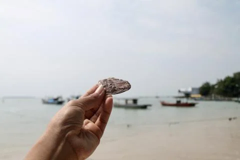 Static Close-Up of Hand Holding  Seashell on Coastal Beach Background Stock Photos
