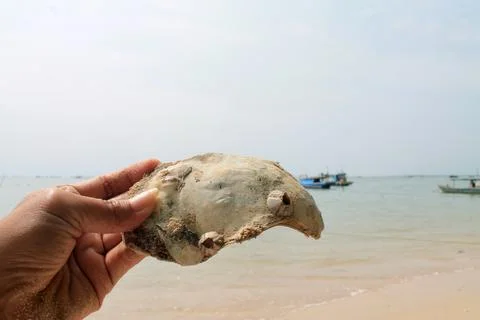 Static Close-Up of Hand Holding  Seashell on Coastal Beach Background Stock Photos