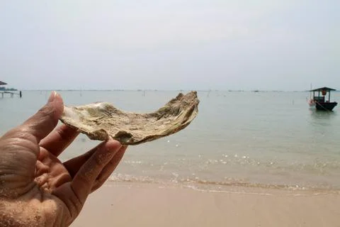Static Close-Up of Hand Holding  Seashell on Coastal Beach Background Stock Photos