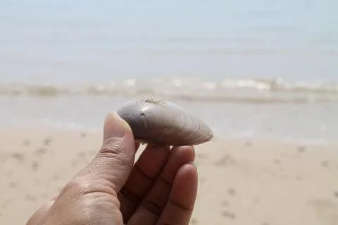 Static Close-Up of Hand Holding Smooth Seashell on Tropical Beach Background Stock Photos