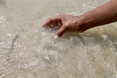 Static Close-Up of Hand Reaching to Catch Translucent Jellyfish in  Sea Water Stock Photos