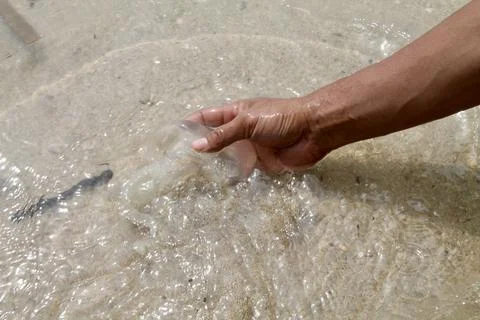Static Close-Up of Hand Reaching to Catch Translucent Jellyfish in  Sea Water Stock Photos