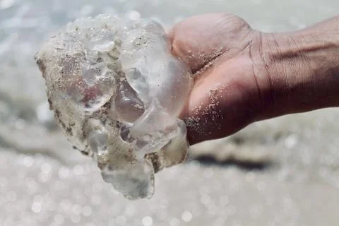 Static Close-Up of Human Hand Holding Large Translucent Jellyfish on Beach Stock Photos