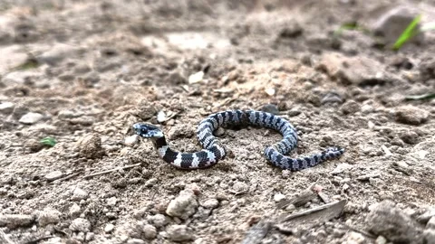 Static close-up of juvenile false coral snake Oxyrhopus sp on Cerrado soil in Stock Footage 340326995
