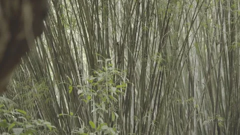 Static Close-up of Leaves and Foliage in Dense Atlantic Rainforest Flora Stock Footage 320633796