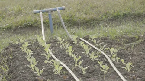 Static Close-up of Lettuce Seedlings and Drip Irrigation in Organic Garden Stock Footage 320634196