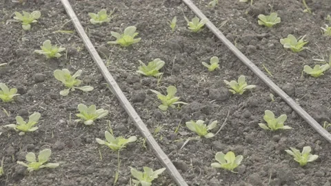 Static Close-up of Lettuce Seedlings and Drip Irrigation in Organic Garden Stock Footage 320634210