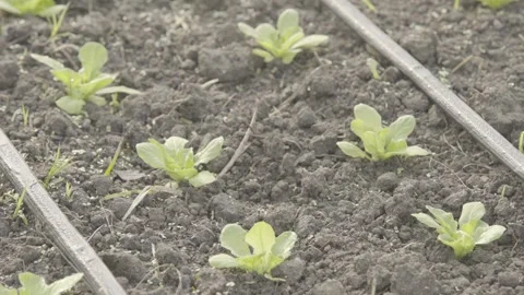 Static Close-up of Lettuce Seedlings and Drip Irrigation in Organic Garden Stock Footage 320634214
