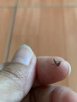Static Close Up Macro Shot of Mosquito Resting on Human Finger Tip Stock Photos