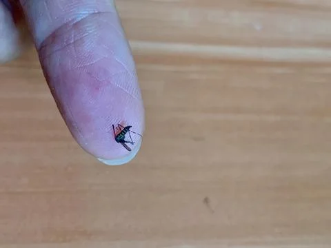 Static Close Up Macro Shot of Mosquito Resting on Human Finger Tip Stock Photos