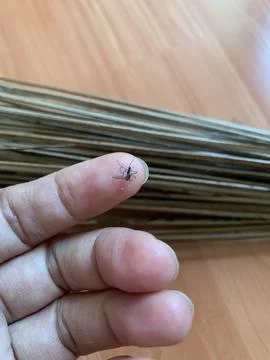 Static Close Up Macro Shot of Mosquito on Finger with Broom Background Stock Photos
