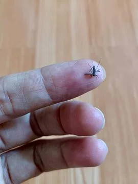 Static Close Up Macro Shot of Mosquito Resting on Human Finger Tip Stock Photos