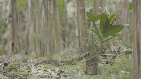 Static Close-up of Mulching/Covered Soil in Atlantic Forest Agroforestry System Stock Footage 320634148