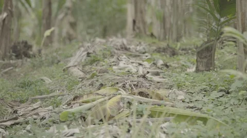 Static Close-up of Mulching/Covered Soil in Atlantic Forest Agroforestry System Stock Footage 320634152