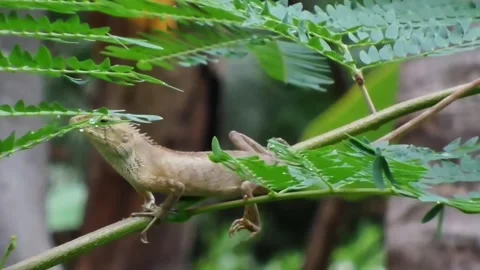 Static close up of an Oriental garden lizard sitting still on a branch. Stock Footage 340487222