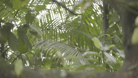 Static Close-up of Palm Leaves and Foliage in Dense Atlantic Rainforest Flora Stock Footage 320633762