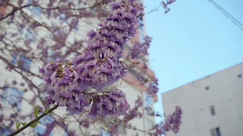 Static Close-up of Purple Paulownia Tree Flowers Video stock 333488312