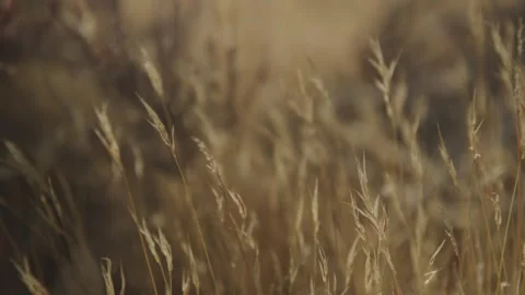 Static close up rack focus on golden dry grass in southern California desert Stock Footage 301408818