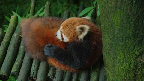 Static close up of a red panda curled up on a wooden platform and grooming its Stock Footage 343414772