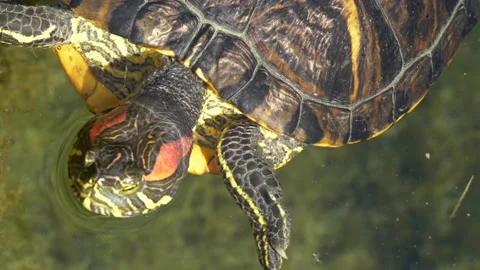 Static close up of resting turtle in water lake during sunny day Stock Footage 139341780