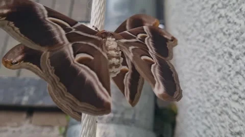 Static close up shot of giant moth Stock Footage 256944926