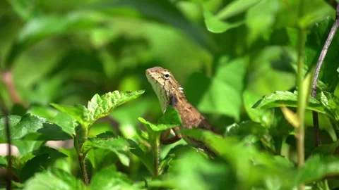 Static close up shot of a lizard sitting still on green bush in natural hab. 動画素材 336864072