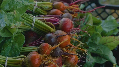 Static close up shot of radishes during harvest Stock Footage 86009093