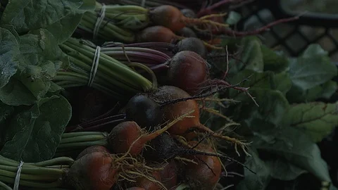 Static close up shot of radishes during harvest Stock Footage 86009219