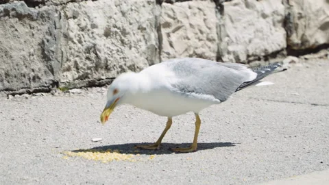 Static close up shot, Seagull eat food and fly away. Stock Footage 132300092