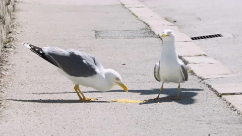 Static close up shot, Seagull eat food and fight with other birds. Stock Footage 132300427