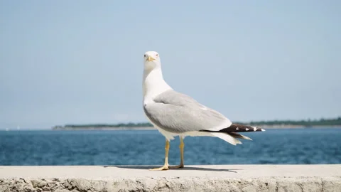 Static close up shot, Seagull watching around and fly away. Stock Footage 132299261