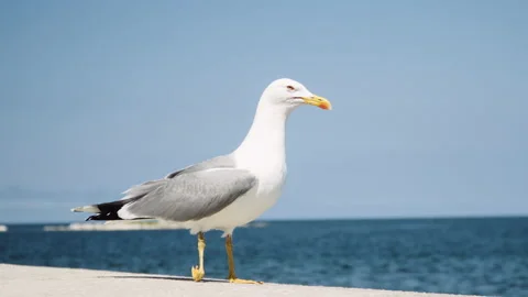 Static close up shot, Seagull watching around and fly away, sea in background. Stock Footage 132299747