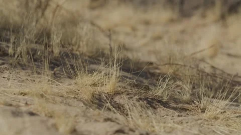 Static close up shot of short dry brown grass in dirt in California desert Stock Footage 301409194