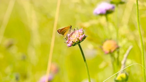 Static close up shot of a Thymelicus Lineola on a scabious flower, then Stock Footage 114582752