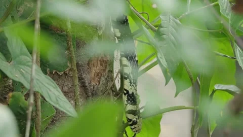 Static Close Up Shot Of A Tiger Rat Snake Slowly Slinking Down A Tree Trunk Stock Footage 285872147