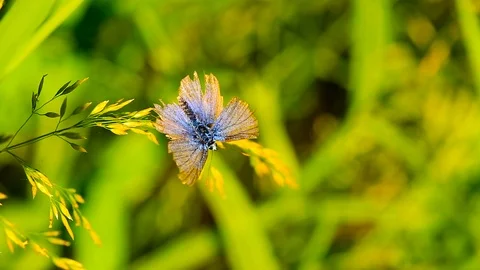Static close up shot, top view, of a female Polyommatus Icarus, with Stock Footage 111439590