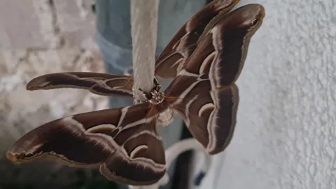 Static close up shot of two brown giant moth from above. Stock Footage 256944754