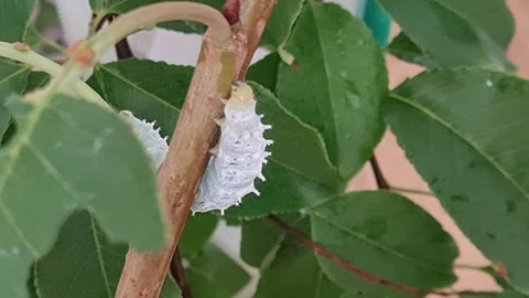 Static close up shot of white caterpillar climbing tree branch Stock Footage 250151112