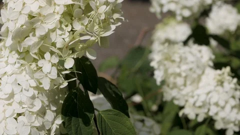 Static close up shot of white flowers as they dance in the breeze Stock Footage 99118027