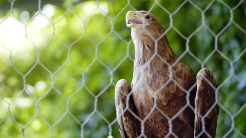 Static Close Up Shot of Wild Eagle Resting on Tree Behind Mesh. Stock Footage 137690019