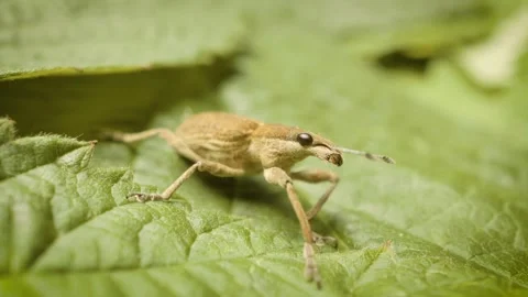 Static close up of sitona gressorius weevil in natural environment 스톡 동영상 344444660