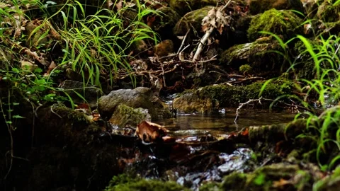 Static Close-Up of a Small Forest Creek and Green Grass with Dragonflies Stock Footage 340143141