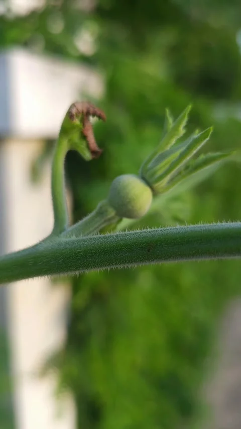Static close up of a small young baby pumpkin fruit developing on a green vine. Stock Footage 340120450