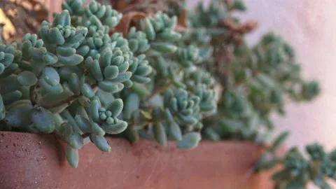 Static close up of succulent plants with tiny insects in big clay pot Stock Footage 141068666