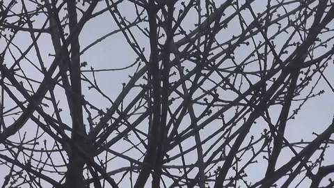 Static close-up of swaying tangled branches Stock Footage 92575194