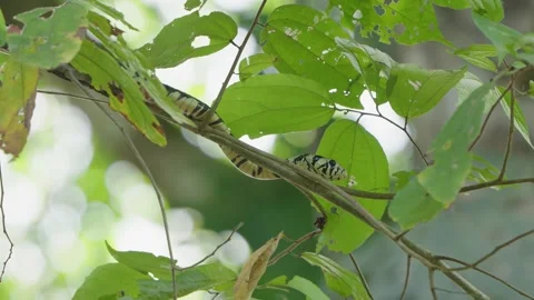 Static Close Up Of A Tiger Rat Snake Perched Along A Thin Leafy Tree Branch Stock Footage 285872114