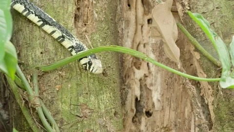 Static Close Up Of A Tiger Rat Snake Perched In A Tree Flicking Its Tongue Stock Footage 285872115